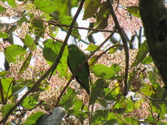 Bolborhynchus lineola
