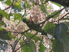 Bolborhynchus lineola