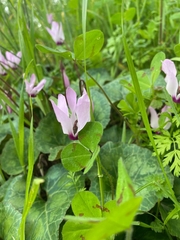 Cyclamen persicum