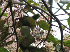 Bolborhynchus lineola