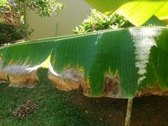 Pseudocercospora fijiensis