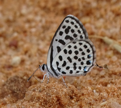 Tarucus sybaris linearis