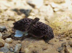 Cycloglypha stellita