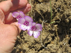 Clarkia cylindrica