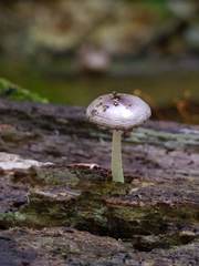 Bolbitius reticulatus