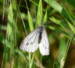 Pieris napi