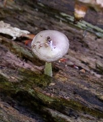 Bolbitius reticulatus