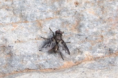 Nyctia lugubris