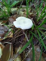 Melanoleuca alboflavida