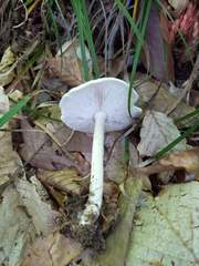 Melanoleuca alboflavida