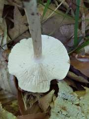 Melanoleuca alboflavida