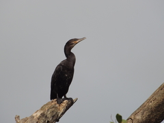 Nannopterum brasilianum