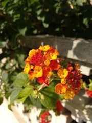Lantana camara camara