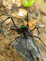 Sadocus polyacanthus