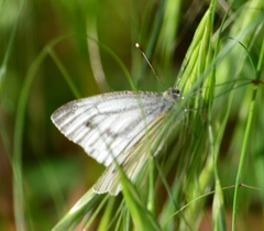 Pieris napi