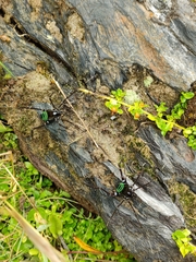 Sadocus polyacanthus