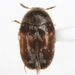 Paranovelsis aequalis