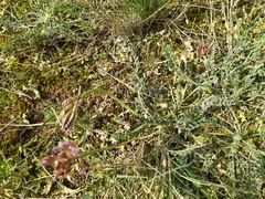 Astragalus monspessulanus