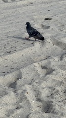 Columba livia domestica