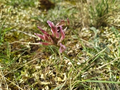 Astragalus monspessulanus