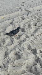Columba livia domestica