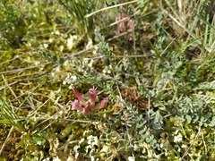 Astragalus monspessulanus