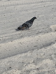 Columba livia domestica