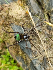 Sadocus polyacanthus