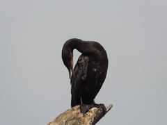 Nannopterum brasilianum