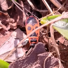 Pyrrhocoris apterus