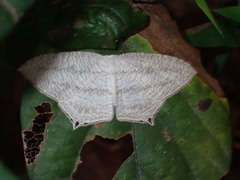 Acropteris ciniferaria