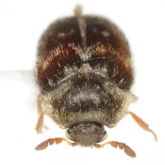 Paranovelsis aequalis