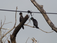 Nannopterum brasilianum