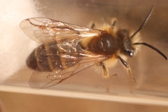 Andrena