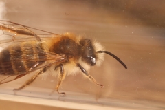 Andrena
