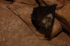 Rhinolophus clivosus