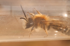 Andrena