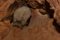 Rhinolophus clivosus