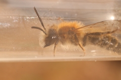 Andrena