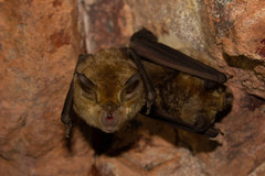 Rhinolophus clivosus