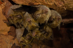 Rhinolophus clivosus