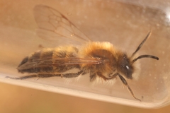 Andrena