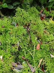 Austrolycopodium paniculatum