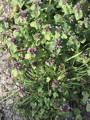 Lamium purpureum