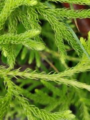 Austrolycopodium paniculatum