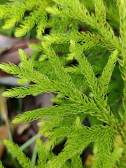Austrolycopodium paniculatum