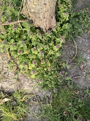 Lamium purpureum
