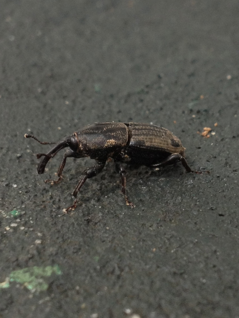 Maize Billbug from 816 adams st new orleans 70118 on August 14, 2012 by ...