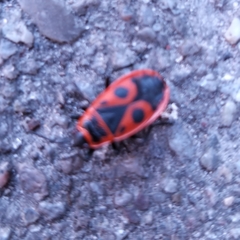 Pyrrhocoris apterus