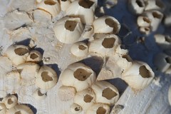 Amphibalanus venustus